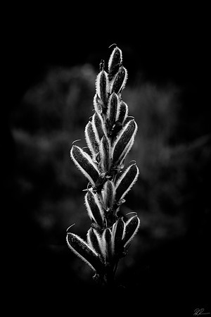 Flower Pods